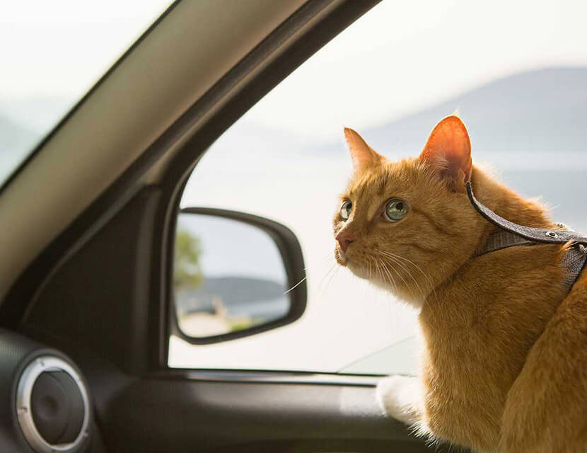 Законы автомобильной подлости