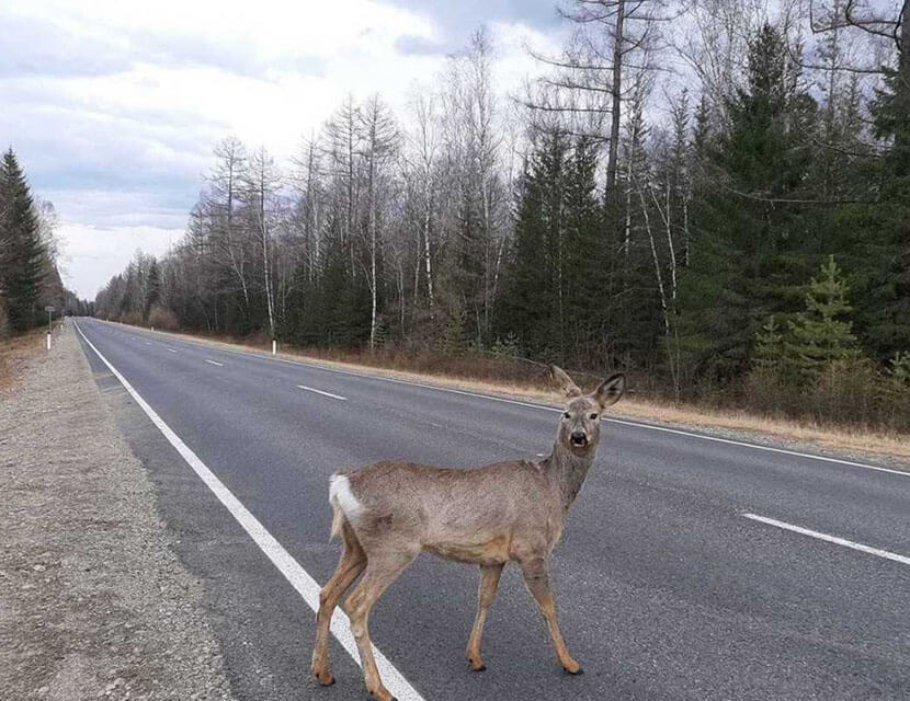 Лось на дороге. Будет ли страховка?