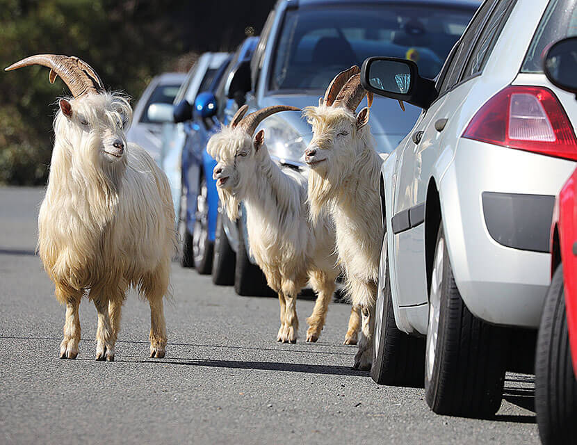 Скрытая угроза: чем опасен отдых в деревне для вашего авто