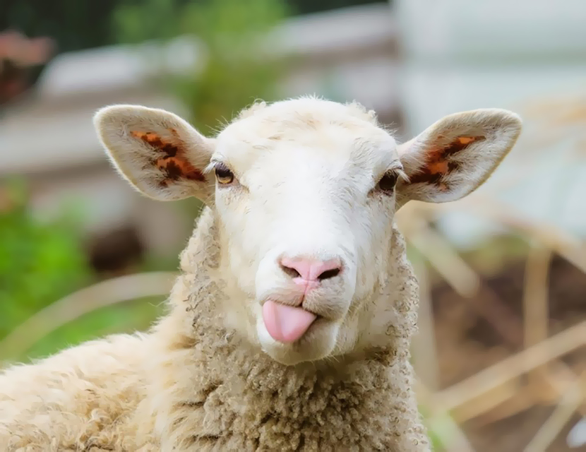 Овцы работают на Volkswagen, а козы не прошли кастинг