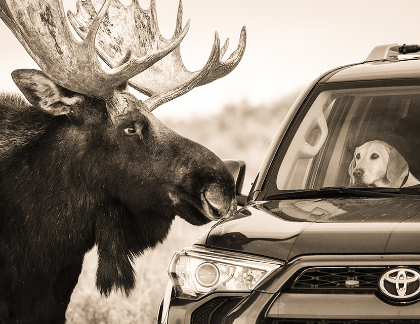 Зверье против авто