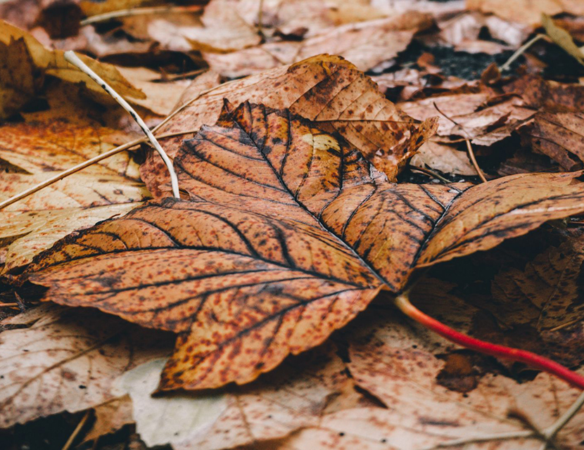 Опавшие листья против автомобилистов