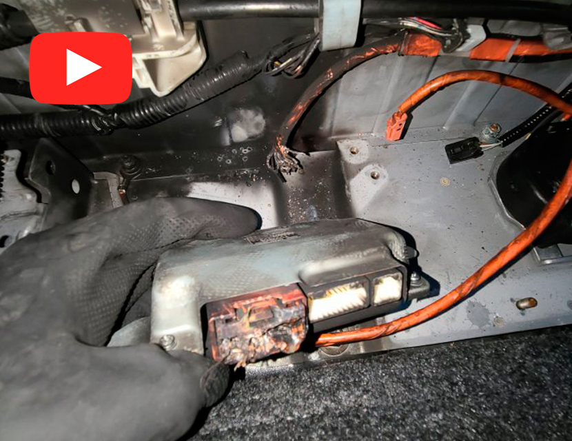 Что надо делать, чтобы не умер гибрид