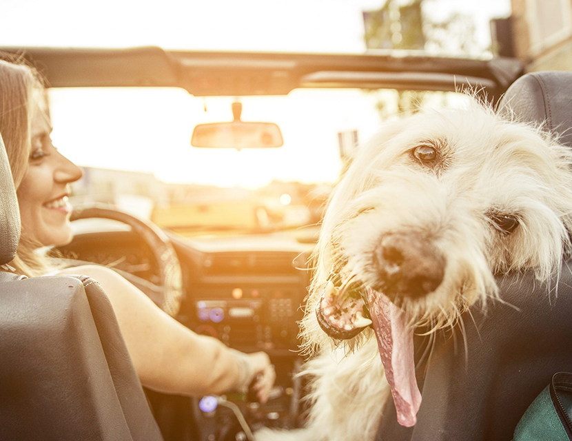 Без шума и шерсти: безопасно перевозим питомцев в авто