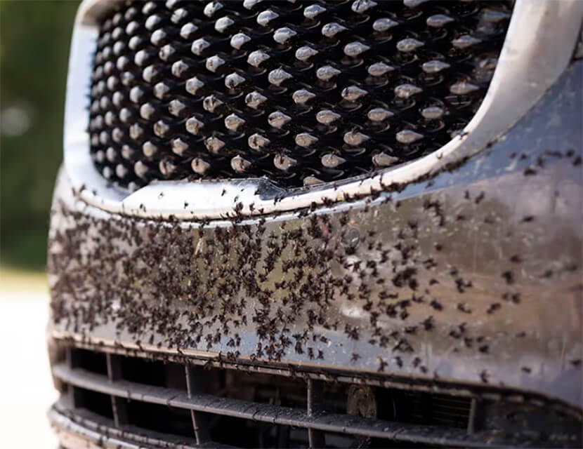 Насекомые против авто: как удалить их следы с кузова