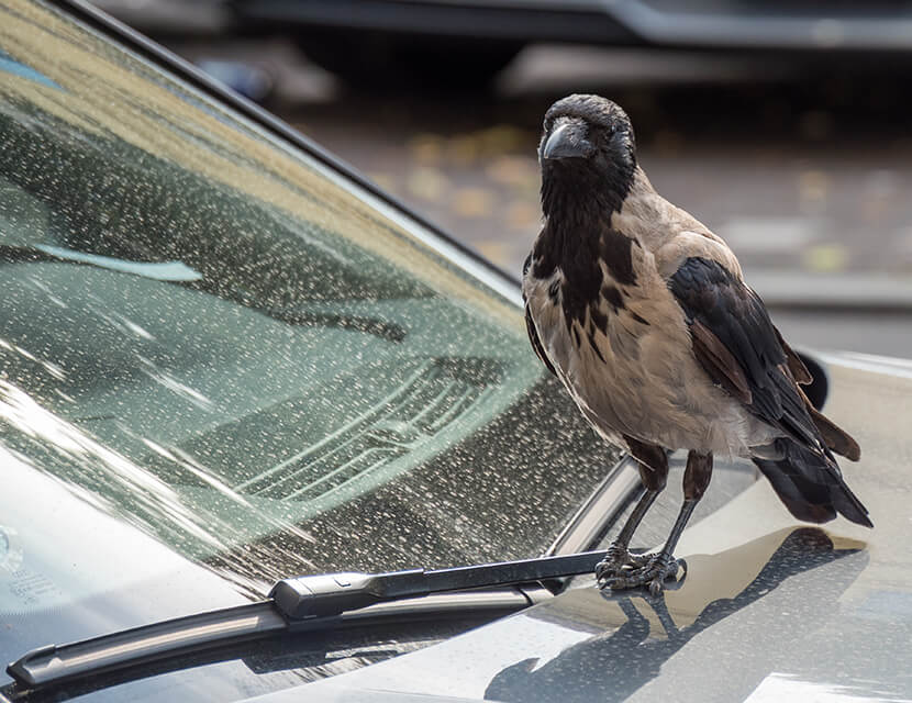 Атака с воздуха: как вредят птицы вашему авто