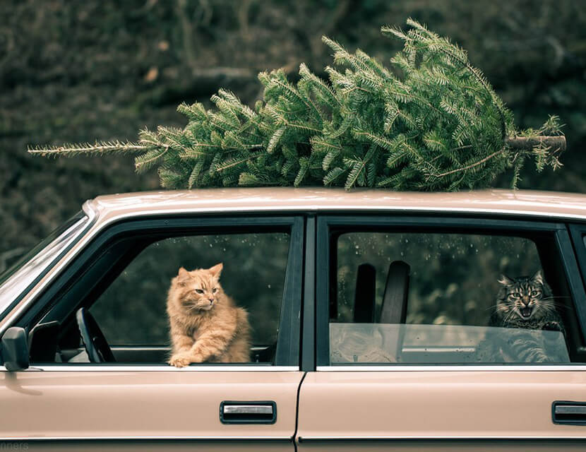 Чудеса случаются: самые новогодние истории