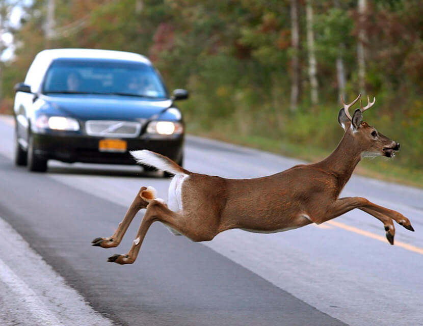 Зверь на дороге: кто заплатит при столкновении с животным