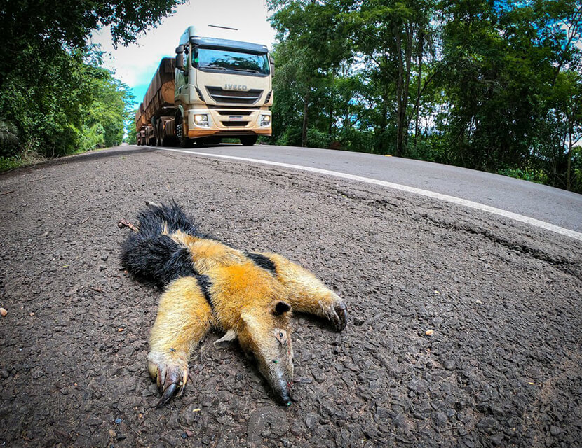 Животные на дороге: как сохранить свой кошелек