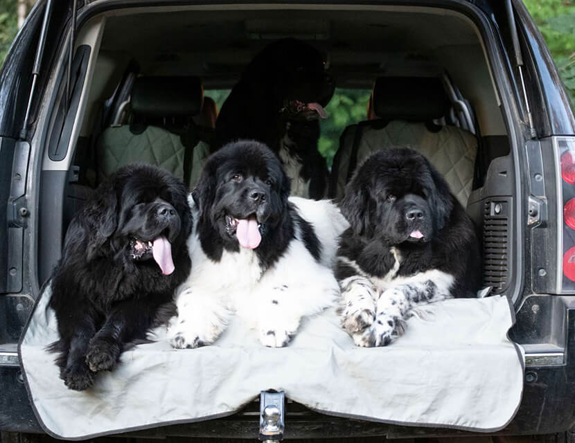 Котопес в автомобиле: перевозим безопасно и комфортно