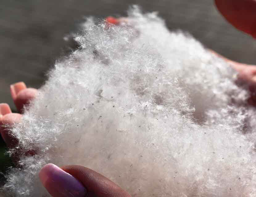 Осторожно! Тополиный пух