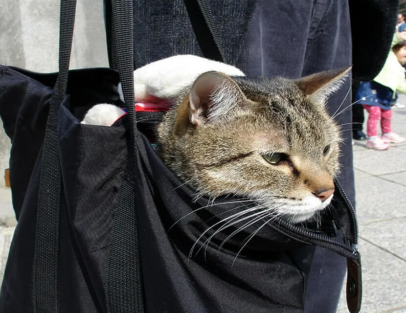 Правильно перевозим домашних животных в транспорте